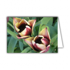 Grußkarte | Tulpenpaar